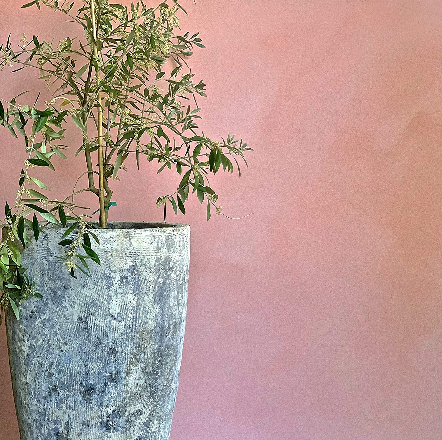 soft pink lime paint from Color Atelier